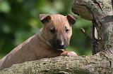 BULL TERRIER MINIATURE 228